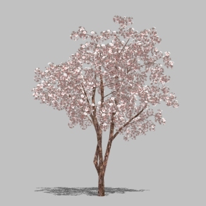 东京樱花景观树草图大师模型，景观树sketchup模型