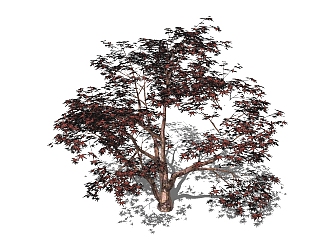 现代<em>梧桐树</em>草图大师模型，树sketchup模型
