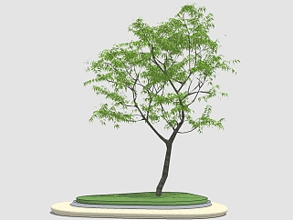 <em>黑胡桃</em>景观树草图大师模型，景观树sketchup模型