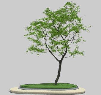 黑胡桃景观树草图大师模型，景观树sketchup模型