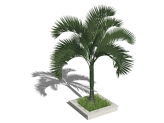 <em>酒瓶</em>椰子景观树草图大师模型，树sketchup模型