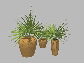 棕榈<em>植物盆栽</em>草图大师模型，盆栽棕榈sketchup模型