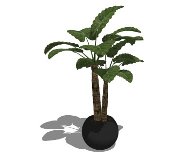 海芋植物盆栽草图大师模型，盆栽海芋sketchup模型