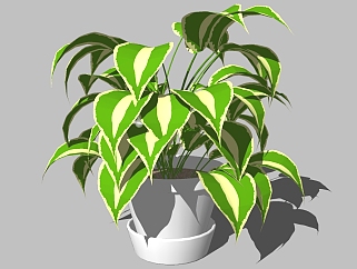 万年青<em>植物</em>盆栽草图大师模型，<em>植物</em>万年青sketchup模型