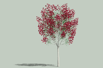 现代景观树草图大师模型，红叶树sketchup模型