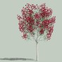 红叶树1.jpg