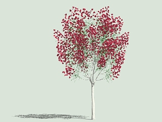 <em>现代景观</em>树草图大师模型，红叶树sketchup模型