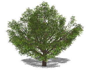 现代景观<em>树</em>草图大师模型，樟树sketchup模型