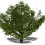 3D植物树33.jpg