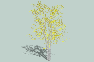现代景观树草图大师模型，白桦树sketchup模型
