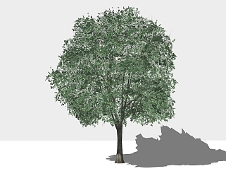 现代景观树草图大师模型，橄榄树sketchup模型
