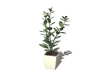 现代植物盆栽草图大师模型，平安树sketchup模型