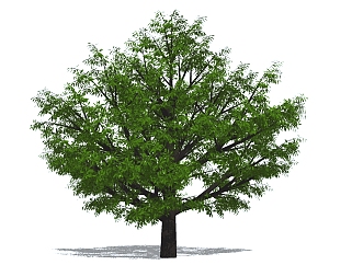 现代<em>景观树</em>草图大师模型，榕树sketchup模型
