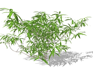 现代植物<em>灌木</em>草图大师模型，九里香sketchup模型