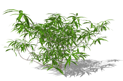 现代植物灌木草图大师模型，九里香sketchup模型