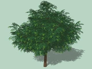 现代<em>景观树</em>草图大师模型，香樟sketchup模型
