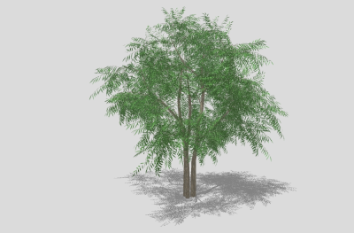 现代景观树草图大师模型，凤凰木sketchup模型
