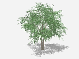 <em>现代景观</em>树草图大师模型，凤凰木sketchup模型