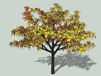 现代景观树草图大师模型，柿子树sketchup模型