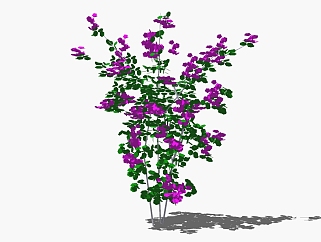 现代<em>植物花卉</em>草图大师模型，山茶树sketchup模型
