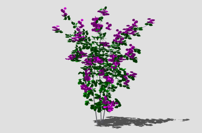 现代植物花卉草图大师模型，山茶树sketchup模型