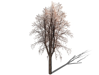 现代景观树草图大师模型，<em>枯树</em>sketchup模型