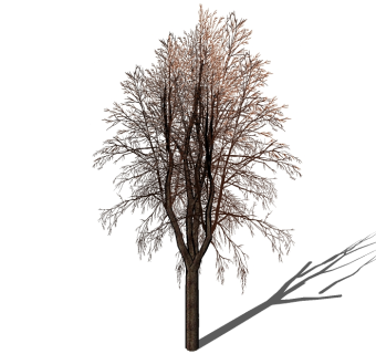 现代景观树草图大师模型，枯树sketchup模型