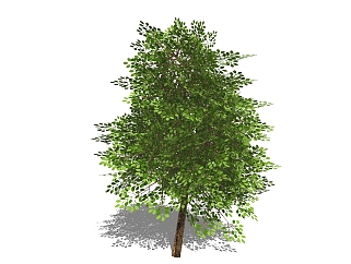 现代<em>景观树</em>草图大师模型，樟树sketchup模型