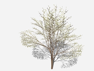 现代<em>景观树</em>草图大师模型，樱花sketchup模型