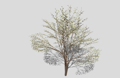 现代景观树草图大师模型，樱花sketchup模型