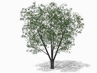 <em>现代景观</em>树草图大师模型，樟树sketchup模型