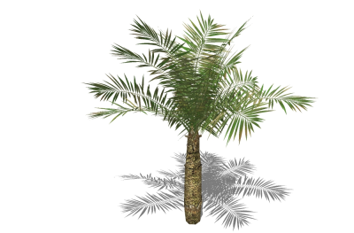 现代景观树草图大师模型，棕榈树sketchup模型