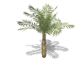 <em>现代景观树</em>草图大师模型，棕榈树sketchup模型