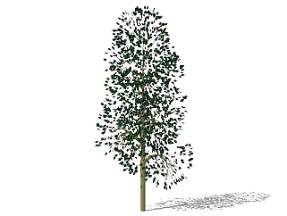 <em>现代景观树</em>草图大师模型，风铃树sketchup模型
