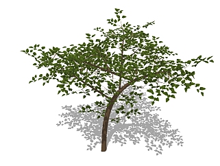 现代景观<em>树</em>草图大师模型，榆树sketchup模型