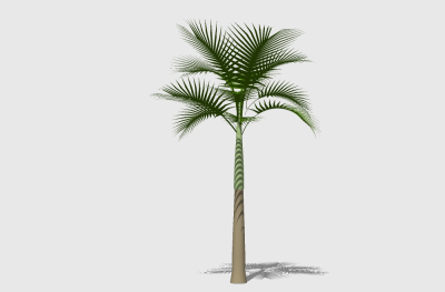 现代椰子树草图大师模型，椰子树sketchup模型