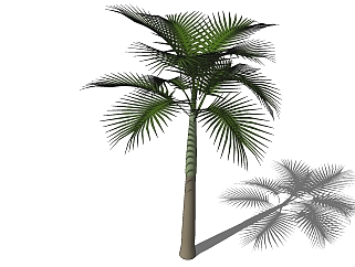 现代<em>椰子树</em>草图大师模型，<em>椰子树</em>sketchup模型