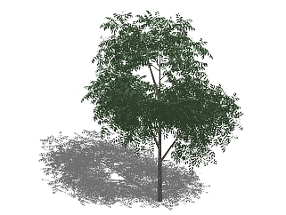 现代<em>景观树</em>草图大师模型，白蜡<em>树</em>sketchup模型
