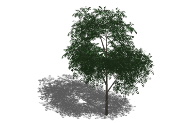 现代景观树草图大师模型，白蜡树sketchup模型