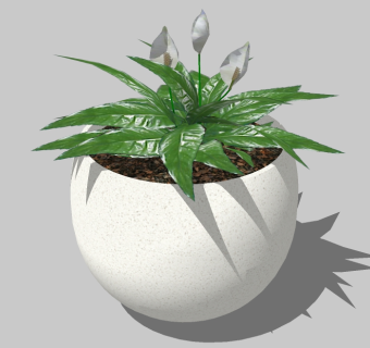 现代植物盆栽草图大师模型，白鹤芋sketchup模型