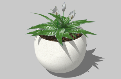 现代植物盆栽草图大师模型，白鹤芋sketchup模型