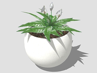 现代植物<em>盆栽</em>草图大师模型，白鹤芋sketchup模型