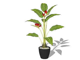 现代植物<em>盆栽</em>草图大师模型，对兰sketchup模型