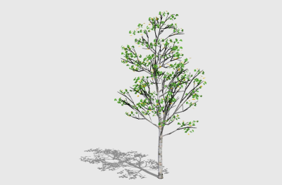 现代景观树草图大师模型，白杨树sketchup模型