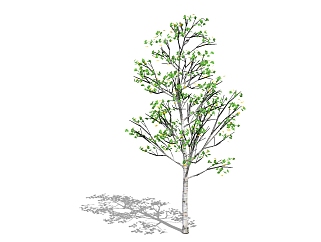 现代景观<em>树</em>草图大师模型，白杨<em>树</em>sketchup模型