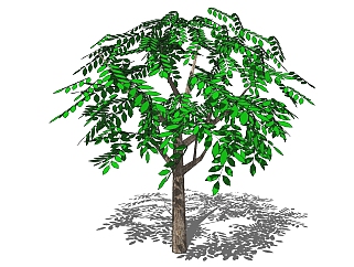 现代<em>景观树</em>草图大师模型，榆树sketchup模型