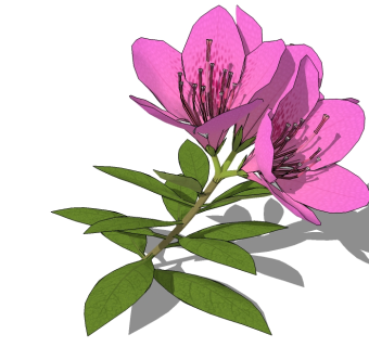 现代花卉草图大师模型，杜鹃花sketchup模型
