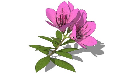 现代花卉草图大师模型，杜鹃花sketchup模型