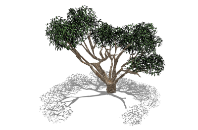 现代景观树草图大师模型，槐树sketchup模型