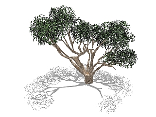 现代景观<em>树</em>草图大师模型，槐树sketchup模型